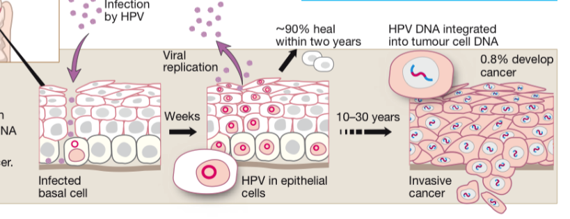 <p>HPV has gone past point of no return when viral gene has infected hose genome</p>