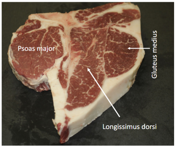<p>Name cut (psoas major &gt; 1.25 in.)</p>