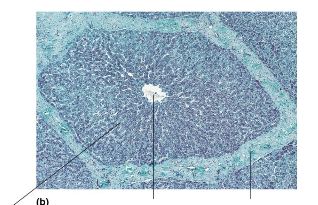 <p>What tissue is this?</p>