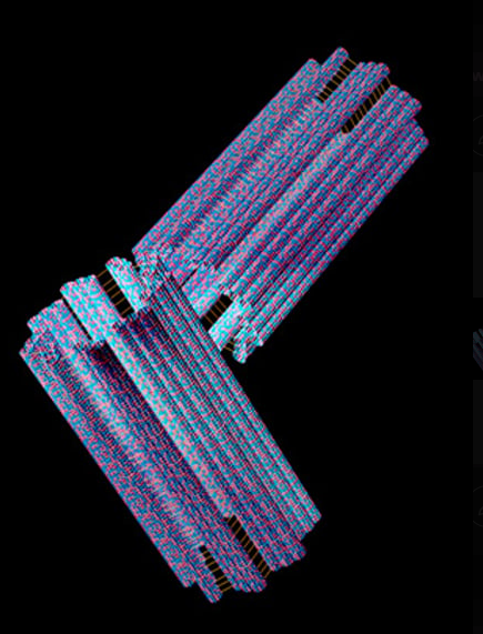 <p>they direct the formation of the mitotic spindle during cell division</p>