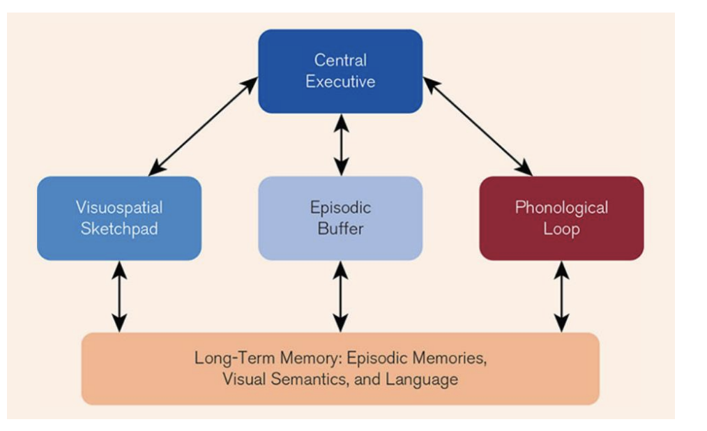 <p>Episodic Buffer, used to integrate information from different modalities into a complete memory. Binds information from WM components and LTM, it is a limited capacity buffer controlled by the central executive.</p>