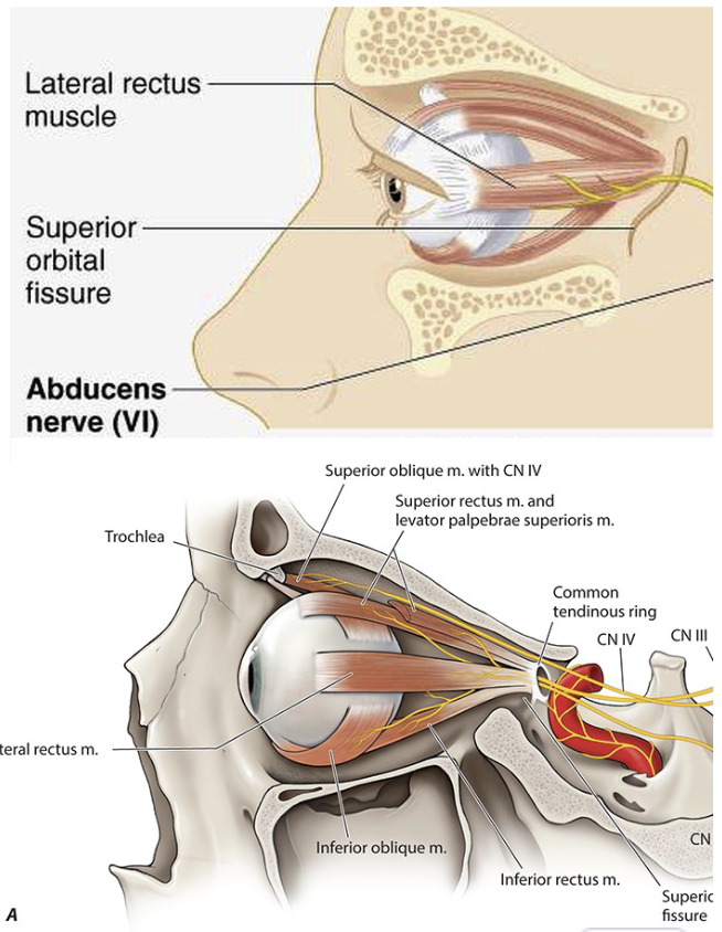 <ul><li><p><span>supplies the Lateral Rectus</span></p></li><li><p><span>Abducts the eye</span></p></li><li><p><span>emerges near the midline at the pontomedullary junction </span></p><ul><li><p><span>Fold between pons and medulla</span></p></li></ul></li><li><p><span>Nucleus in the Pons</span></p></li></ul><p></p>