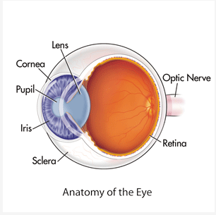 * All Light Information is Directed into the Retina
* Neurons that Translate Light to Neuron Signals