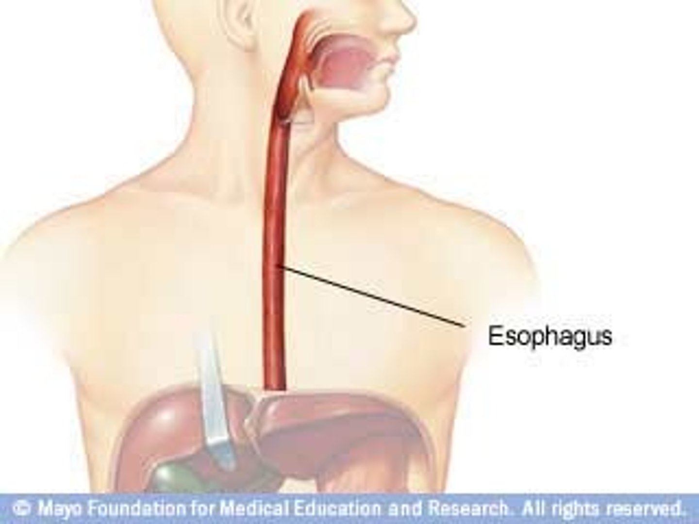 <p>runs from the pharynx through the diaphragm to the stomach.</p><p>Two sphincters</p><p>Upper esophageal sphincter- separates the pharynx from the esophagus</p><p>Cardioesophageal sphincter- separates the esophagus from the stomach (aka: gastroesophageal sphincter OR lower esophageal sphincter)</p>
