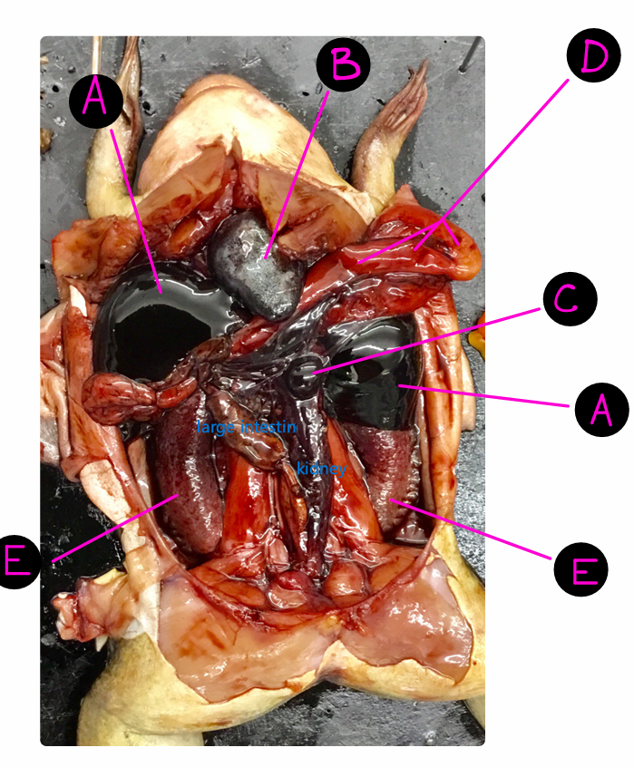 <p>Where is the small intestine?</p>