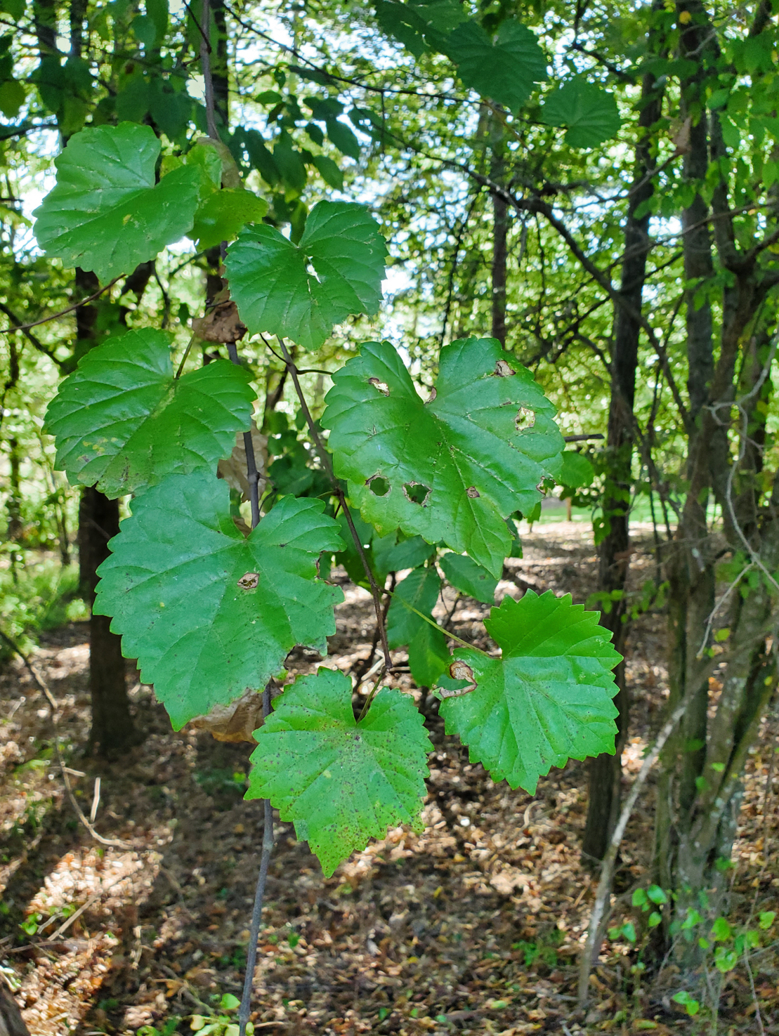 <p>muscadine</p>