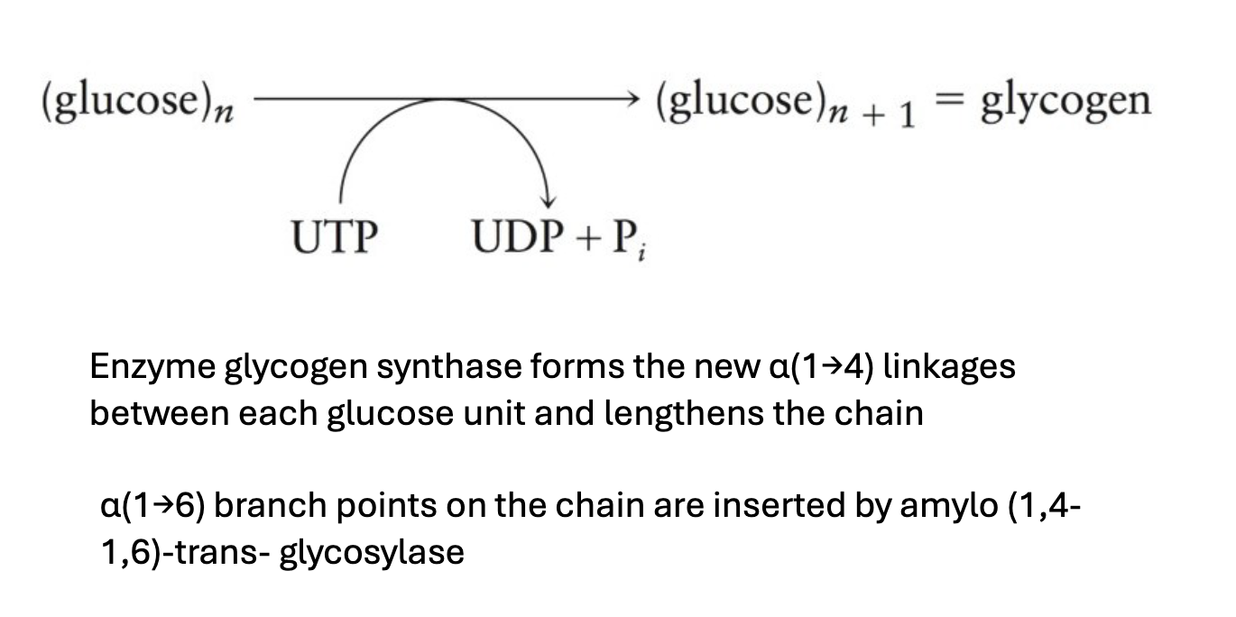 <p>Synthesis of glycogen from glucose</p><ul><li><p>Glucose units bond to a growing glycogen chain</p><ul><li><p>Hydrolysis of UTP provides energy</p></li></ul></li><li><p>Occurs in all cells but is especially important in liver and muscle cells </p></li><li><p>Glycogen is mainly stored in liver and muscle tissue</p></li></ul><p></p>