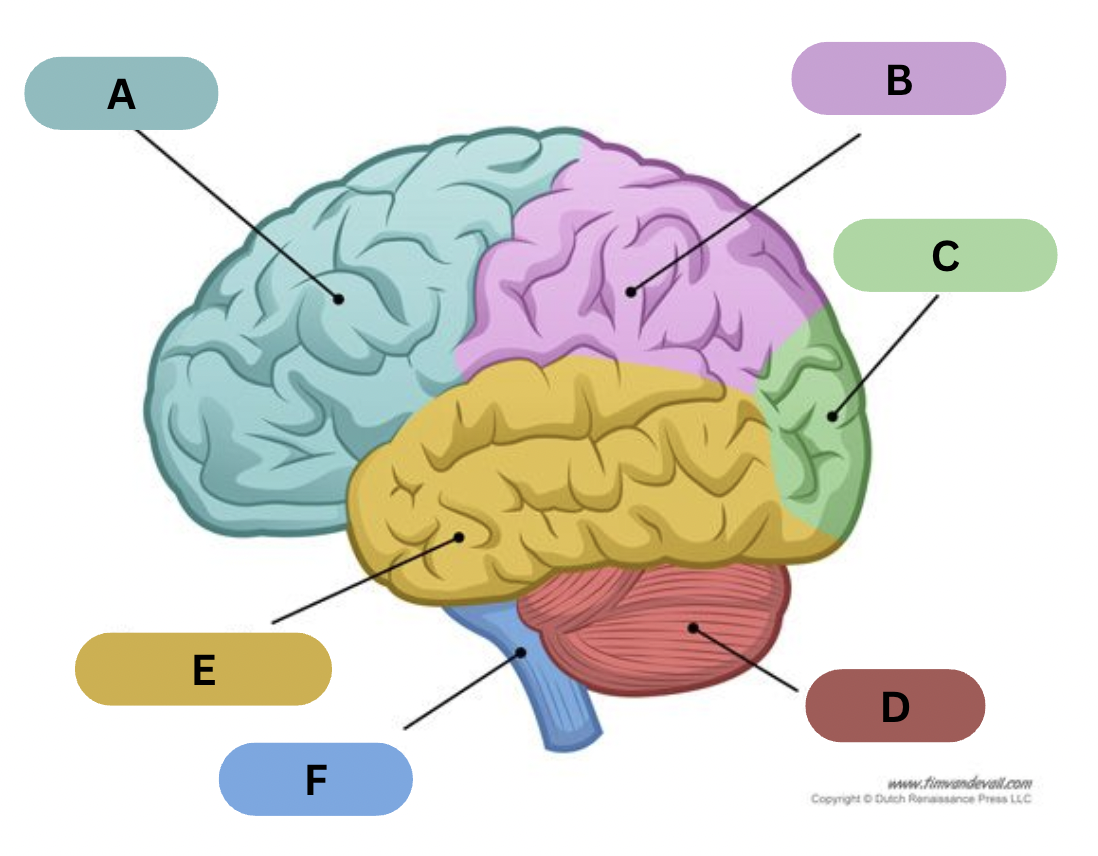 <p>Label E</p>