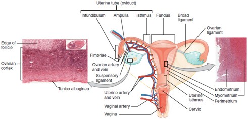 <p>A type of <strong>ectopic pregnancy</strong> where the <strong>embryo implants in the fallopian tube</strong>—life-threatening if untreated.</p>