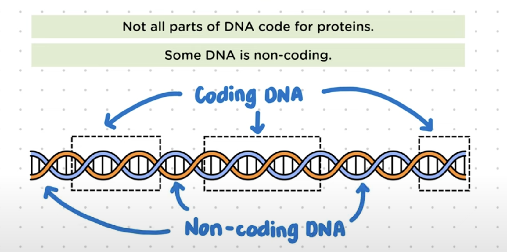 <ul><li><p>The parts of DNA that code for proteins.</p></li><li><p>Ribosomes make proteins from the info from coding DNA</p></li><li><p>Gene expression is the process by which specific gene are made to produce a specific protein</p><p><strong>Q:</strong> What is coding DNA?<br><strong>A:</strong> Coding DNA refers to the portions of DNA that contain instructions to make proteins (protein-coding genes).</p><p><strong>Q:</strong> How is coding DNA used to make proteins?<br><strong>A:</strong> Through <strong>gene expression</strong>:</p><ul><li><p>First, the gene is <strong>transcribed</strong> into mRNA.</p></li><li><p>Then, <strong>ribosomes translate</strong> the mRNA into a protein.</p></li></ul><p><strong>Q:</strong> What is gene expression?<br><strong>A:</strong> The process by which information from a gene is used to produce a functional product (usually a protein)</p></li></ul><p></p>