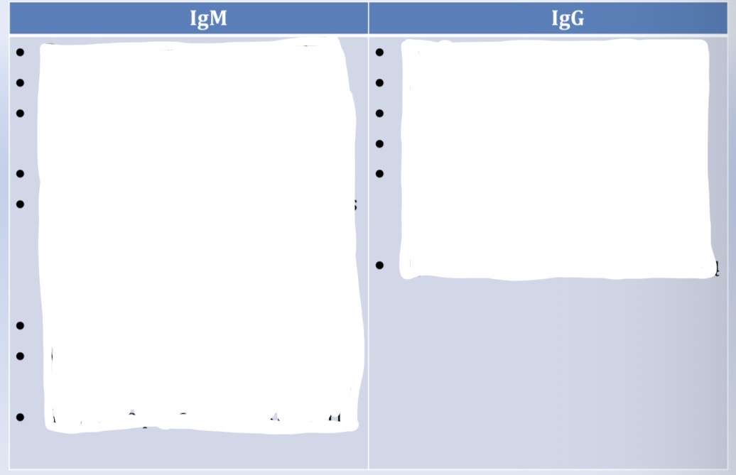 <p>IgM ir IgG skirtumai ir savybes</p>