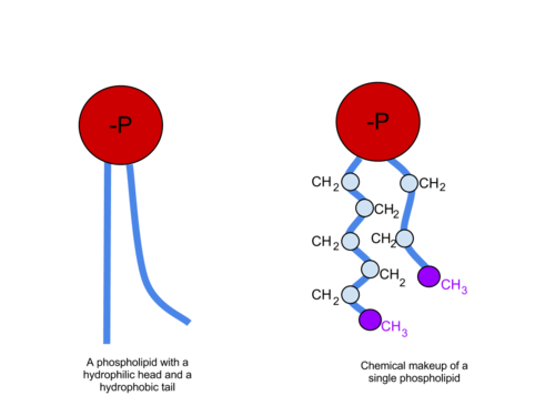 Head = phosphate and glycerol
Tails = fatty acids