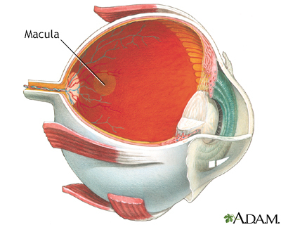 <p>Macula lutea</p>