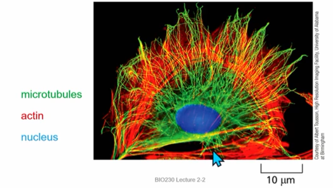 <p>Polar Cytoskeleton Organization</p>