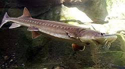 <p>Sturgeons (White sturgeon, green sturgeon)</p><ul><li><p>cartilaginous skeleton</p></li><li><p>heterocercal caudal fin</p></li><li><p>sub-terminal mouth</p></li><li><p>5 rows of dermal scutes</p></li><li><p>22-33 scutes on midside = green</p></li><li><p>38-48 scutes on midside = white</p></li></ul><p></p>
