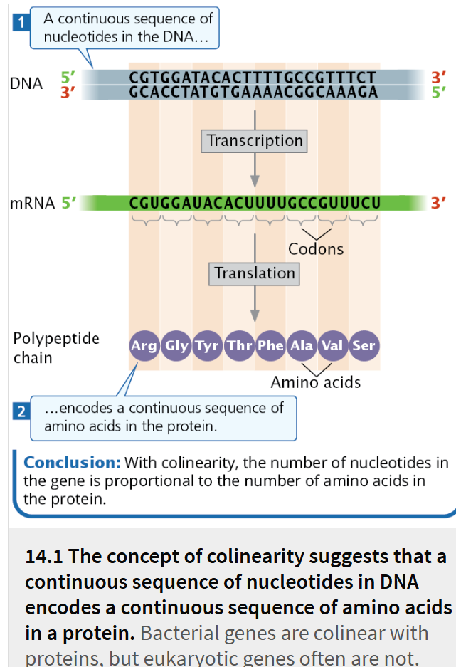 <ul><li><p>there is a direct correspondence between the nucleotide sequence of DNA and the amino acid sequence of a protein</p></li><li><p>The concept of colinearity suggests that the number of nucleotides in a gene should be proportional to the number of amino acids in the protein encoded by that gene</p></li><li><p>this concept is true for genes found in bacterial cells and in many viruses, </p><ul><li><p>although these genes are slightly longer than would be expected if colinearity were strictly applied because the mRNAs encoded by the genes contain sequences at their ends that do not specify amino acids.</p></li></ul></li></ul><p></p>
