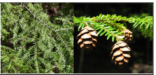 <p>Pinaceae</p><p>Tsuga canadensis</p>