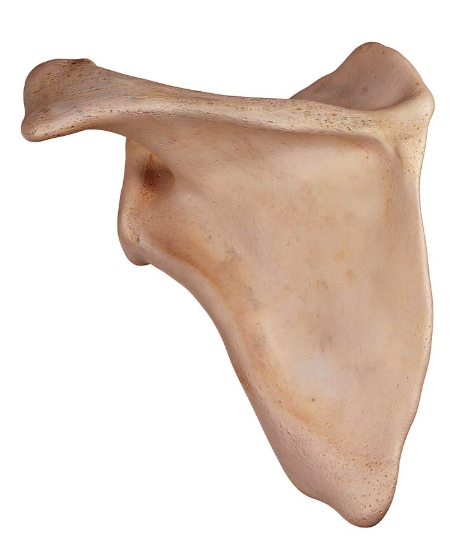 <p>What bone is this?</p>