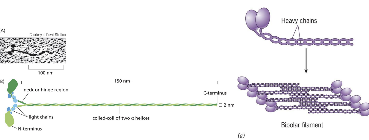 <p>Heavy chains coil together to form “tail” = protein forms filaments (bipolar filaments) which staggers arrangement of myosin molecules, so tails point inwards and heads point outwards</p>