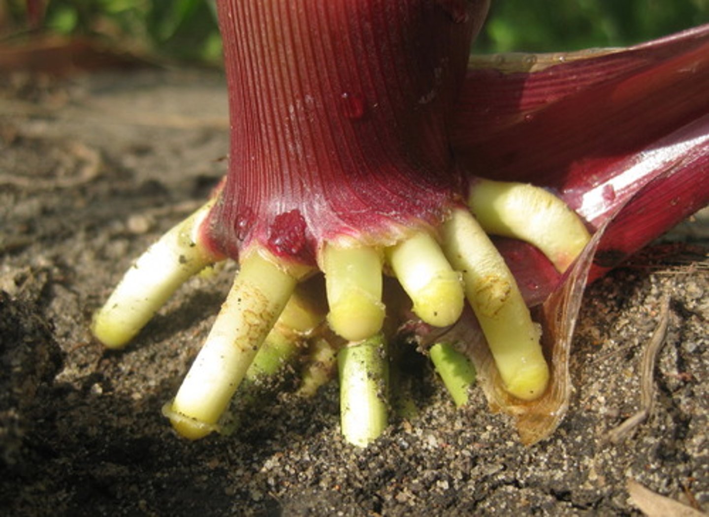<p>A root that is produced on the surface of stems (and sometimes leaves) of vascular plants; roots that develop at the basis of stem cuttings</p>
