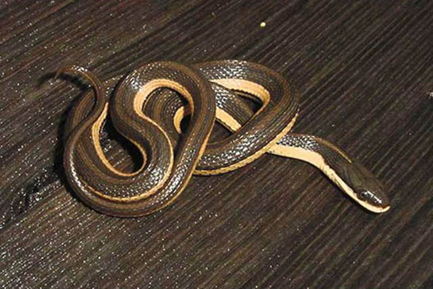 <p>Striped crayfish snake</p>