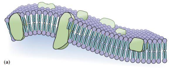 <p>Membranes and lipids move.</p>