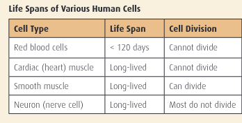 <p>a) Which type or types of cells listed in the table would undergo  mitosis? Explain.</p><p>b) Red blood cells do not contain nuclei. Explain how this fact relates to red blood cells’ inability to divide</p>