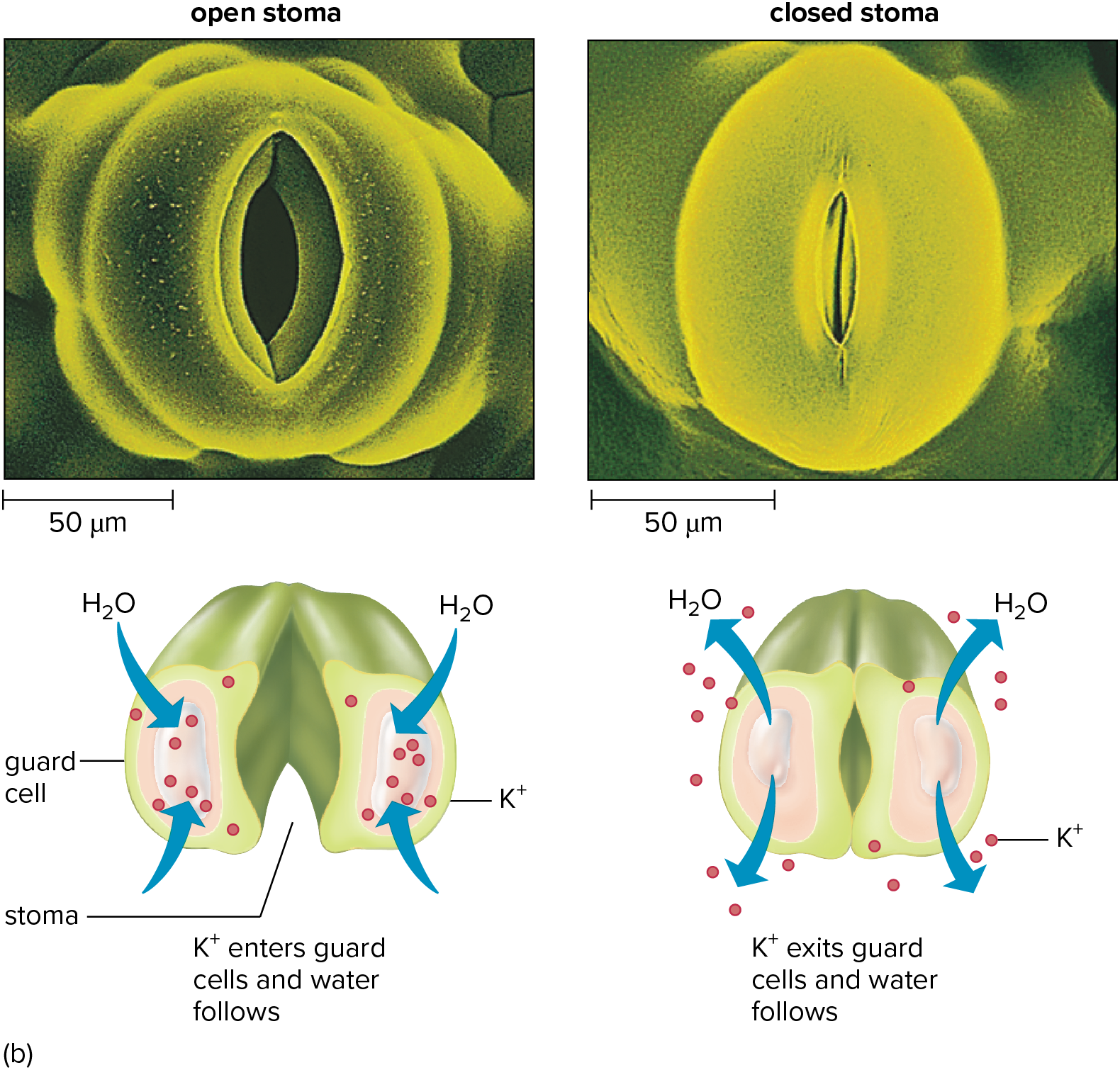 <p>in sunlight K+ ions are pumped into guard cells; this causes water to move into guard cells by osmosis and become turgid; turgid cells bend because they are attached to each other at both ends</p><p>remember that water follows solute</p>