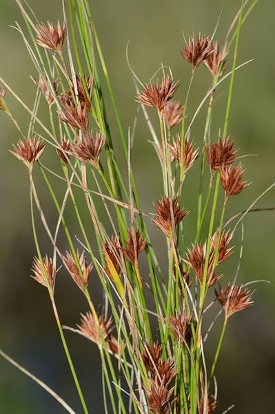<ul><li><p>native, OBL</p></li><li><p>sedge</p></li><li><p>triangular stem</p></li><li><p>leaf edge slightly serrate to smooth</p></li></ul>