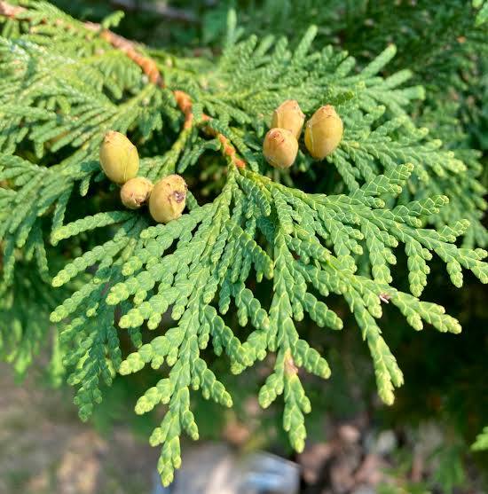 <p>Thuja occidentalis</p>
