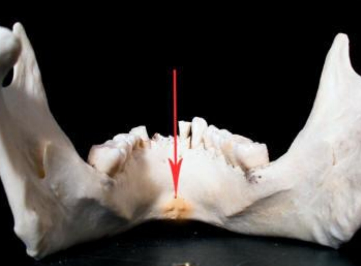 <p>2 rolls of bone on lingual surface of anterior teeeth</p>