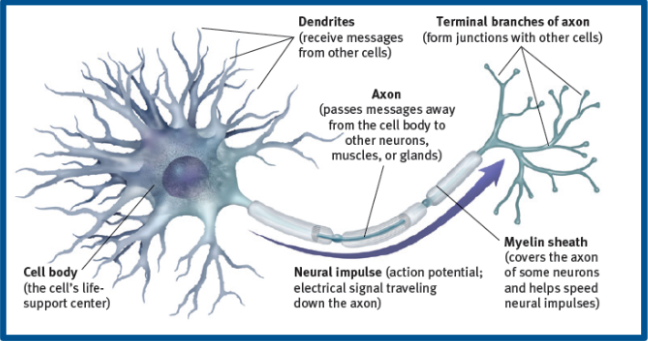 <p>transfer of info between neurons- neurotransmission</p>