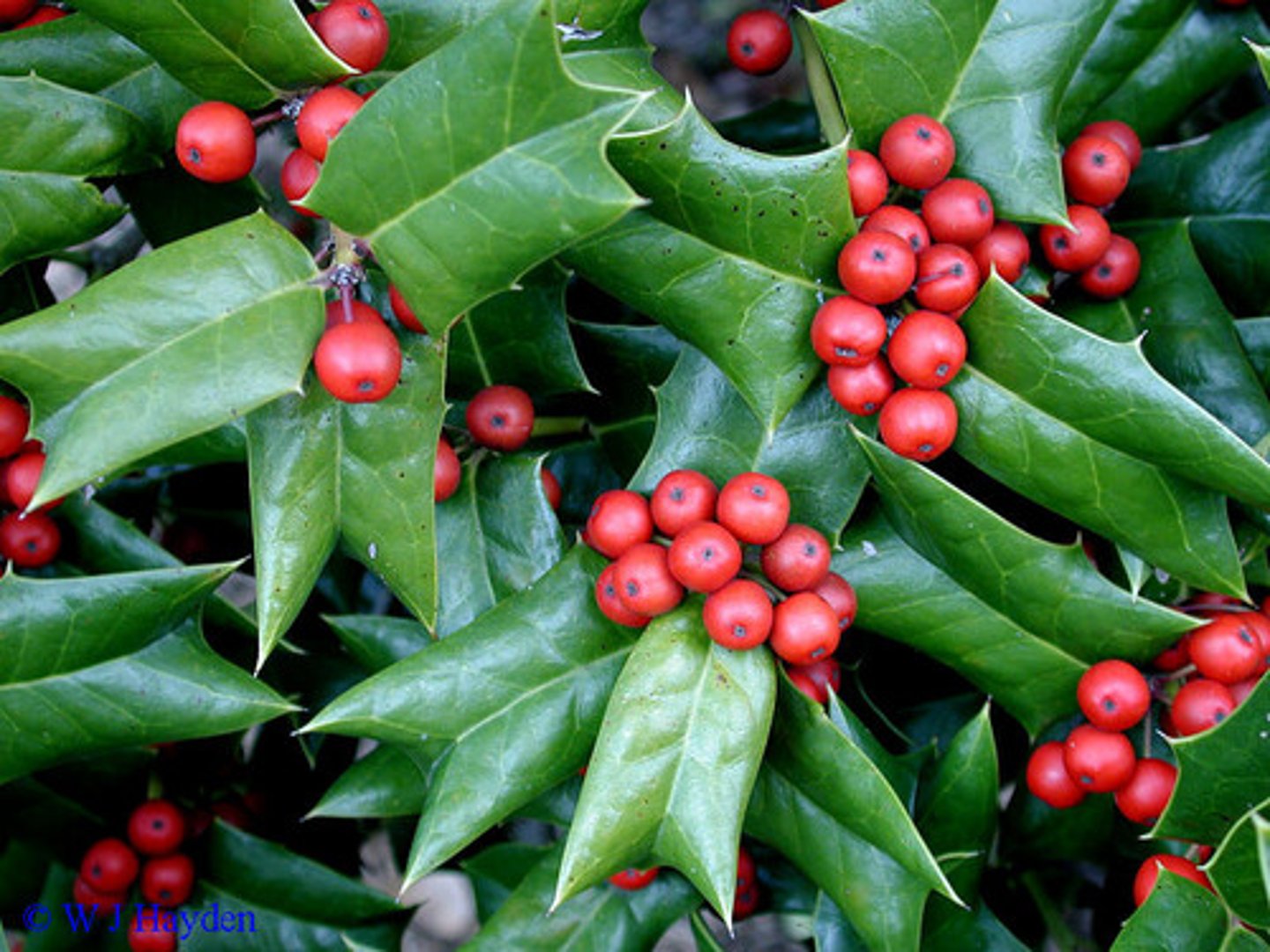<p>Holly, Chinese</p>