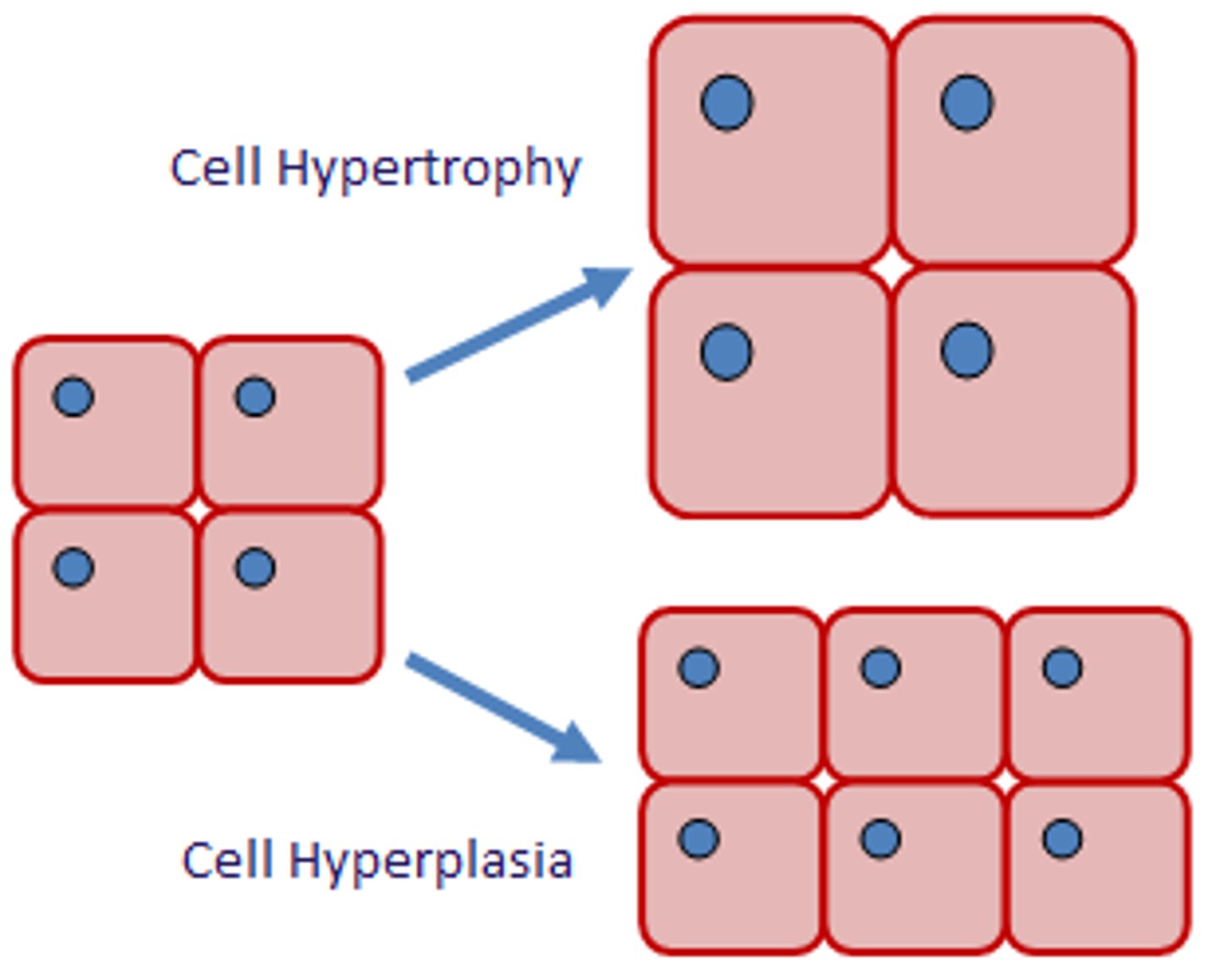 <p>cells get bigger (When you hit the gym)</p>
