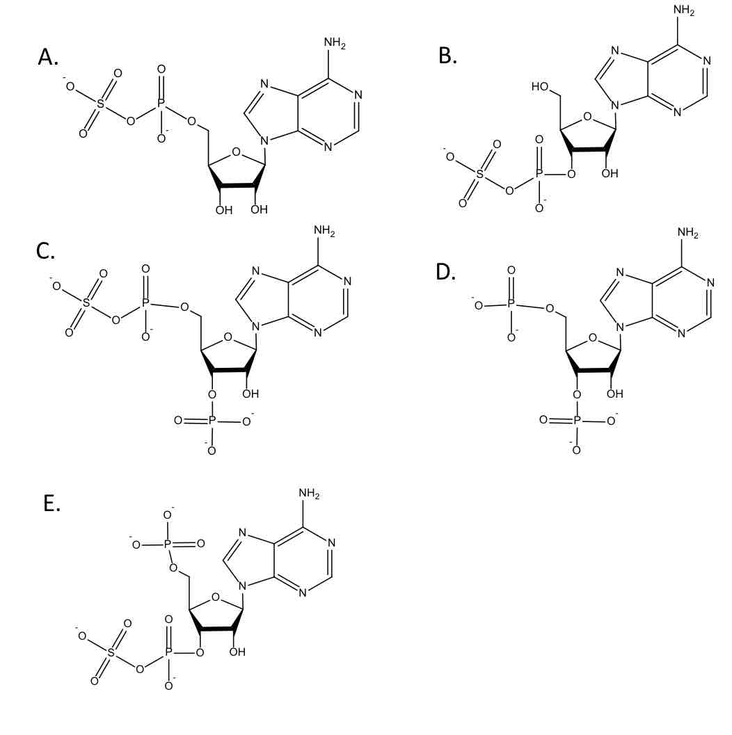 <p>Which is the co-factor for Sulfation reactions? </p>