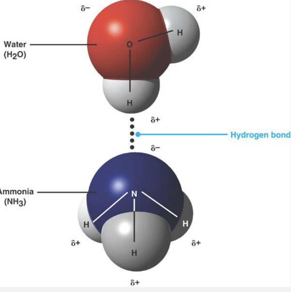 <ul><li><p>often -OH, -NH, -SH, very important in livings bc many water molecules</p></li><li><p>inter/intramolecular </p></li><li><p>individually they are weak, but strong in numbers (DNA)</p></li></ul><p></p>