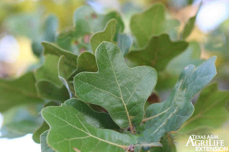 <p><img src="https://objects.liquidweb.services/images/201609/jim_brighton_28985247264_e499351978_z.jpg" alt="Blackjack Oak | Glen Arboretum"></p>