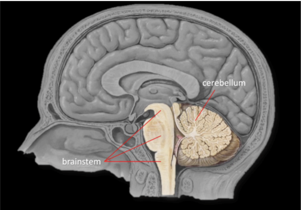 <ul><li><p>continuous to the diencephalon <strong>superiorly</strong></p></li><li><p>continuous to the spinal cord <strong>inferiorly</strong></p></li></ul><p></p>
