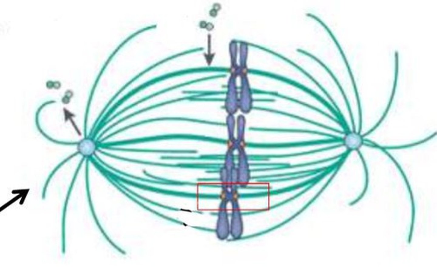 <p>form tufts at the end of the mitotic apparatus to hold spindle poles in place</p>