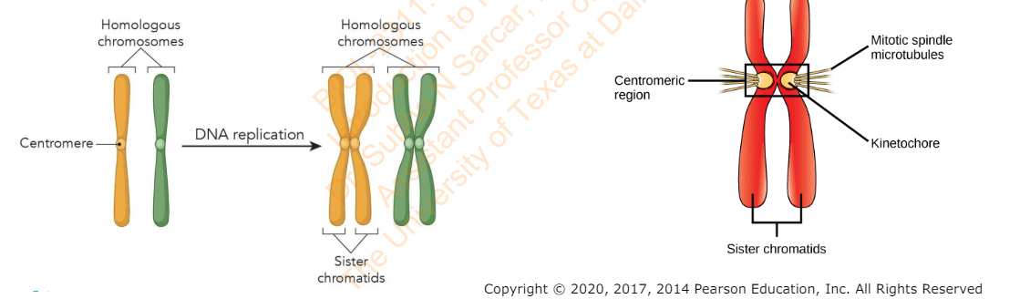 <p>single chromosome</p>