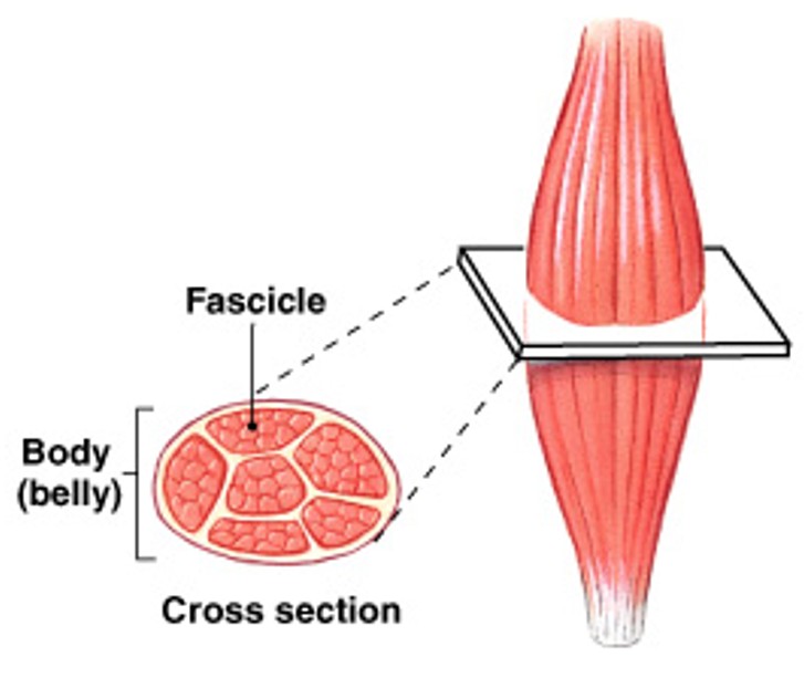 <p>Which pattern of fascicle organization is:</p><ul><li><p>Fibers parallel to the long axis of muscle</p></li><li><p>The center or body of the muscle thickens when contracts</p></li></ul><p></p>