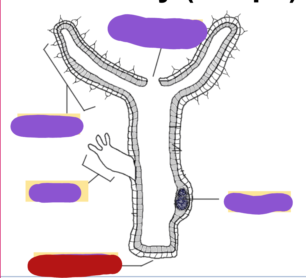 <p>Identify the red structure</p>