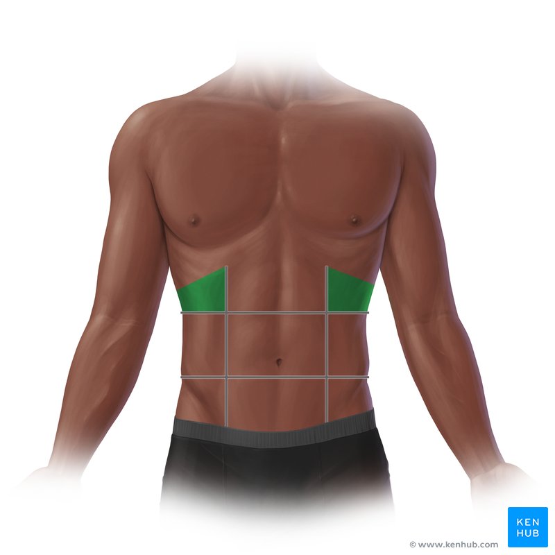 <p>-spleen, stomach, and left kidney</p>
