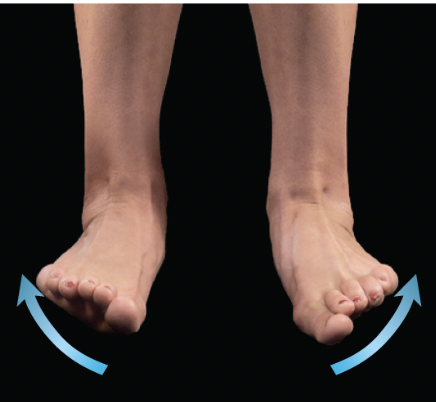 <p>foot movement that tips the soles laterally, away from each other</p>