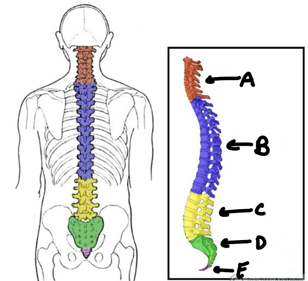 <p>Name the types of vertebral columns and the number of vertebrae in each. </p>