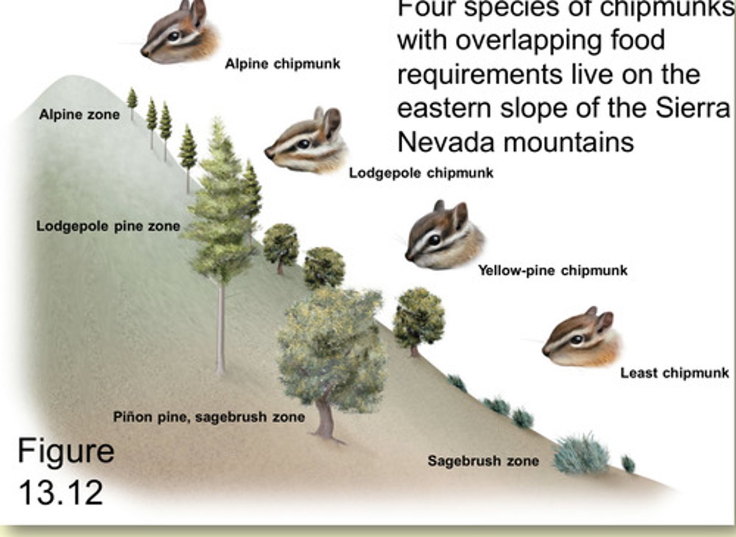 <p>WHAT DID IT OBSERVE?</p><p>- 4 different chipmunks were observed and in each case they had individual cases of aggressive behavior, physiological tolerance, and were restricted to a portion of their distinct habitats</p>