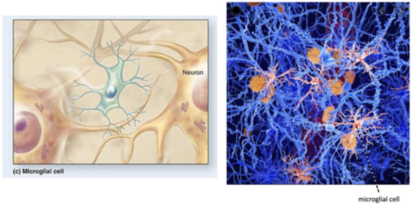 <p>what is the function of microglial cells? they are the smallest glial cells and have slender branches off their cell body.</p>