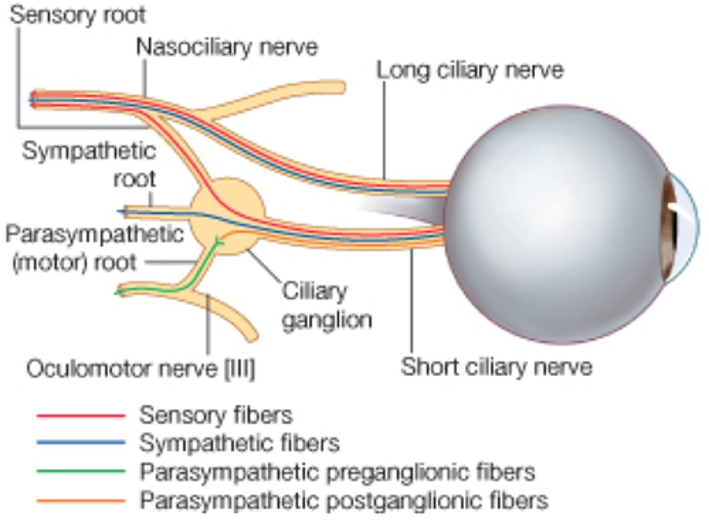 <p>Posterior aspect of orbit</p>