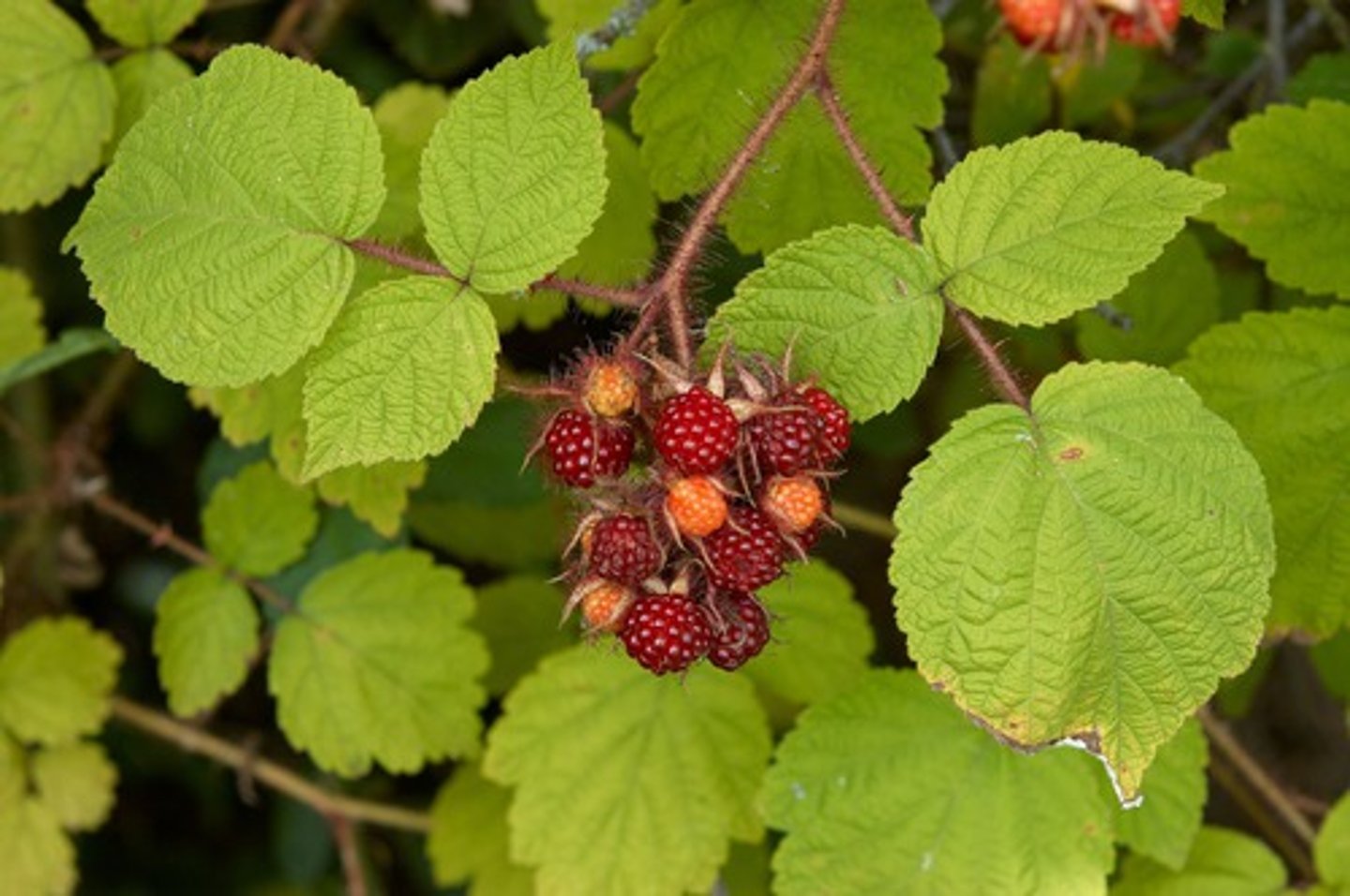 <p>Stems with reddish hairs and spines, red raspberry-like fruits; invasive; HMF.</p>
