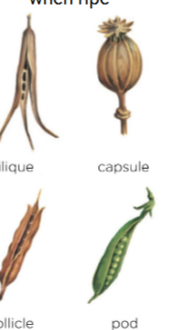<p>Dehiscent fruit</p>